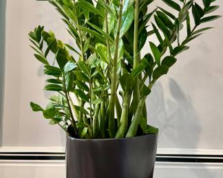 House Plant