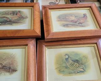 Vintage English Bird prints , set of 4