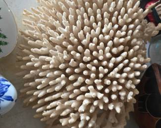 large piece of coral