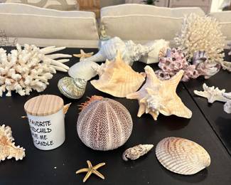 Shell Overview - Priced individually or make an offer on the whole lot!