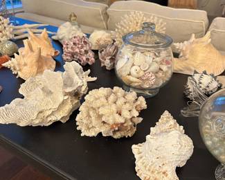 Shell Overview - Priced individually or make an offer on the whole lot!