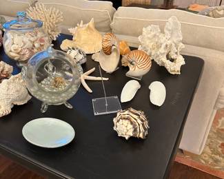 Shell Overview - Priced individually or make an offer on the whole lot!