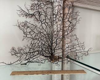 B2 - $25. Black Coral Fan. 