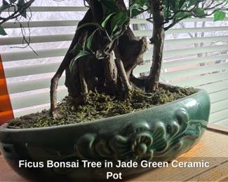 Ficus Bonsai Tree in Jade Green Ceramic Pot second image