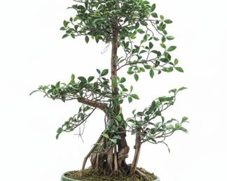 Ficus Bonsai Tree in Jade Green Ceramic Pot