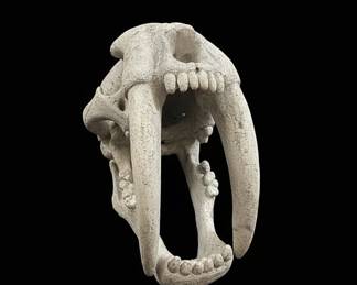Smilodon Skull Replica fourth image