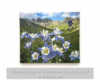 Colorado Blue Columbine Landscape Photograph