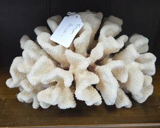White Cauliflower Coral Specimen  From Hawaii