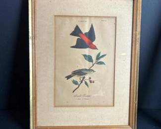 256 scarlettanagerplate37framedornithol