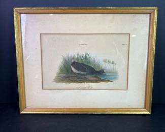 255 framedamericancootplate8vintagebir