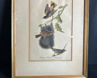 258 baltimoreorioleaudubonplate29framed