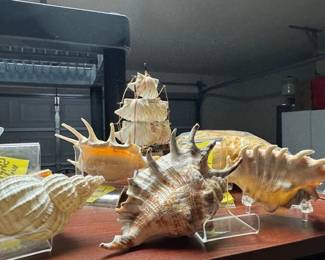 Skeletons of living Sea dwellers