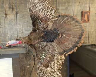 Very Cool Turkey Mount!