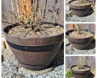 Four Resin Barrel‑Look Outdoor Planters with Butterfly Bushes