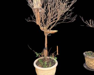 Don’t hold me to it, but I think these are hibiscus. There are three of them and they are alive. We are watering them.