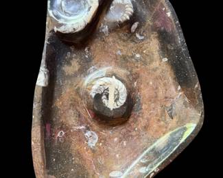 Ammonite Fossil Spiral Plate