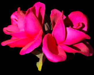 Italian Valentine Rose~ Cold Porcelain Capodimonte Art Flowers~ #3033 Certificate, Beautiful Hybird Tea Garden Hot Princess Tea Rose