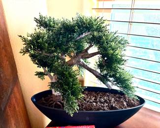 Bonsai tree