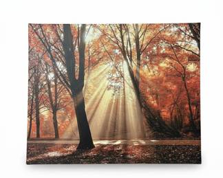 Canvas Print of Sunbeams Through Autumn Trees