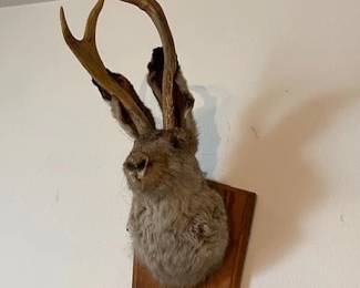 jackalope