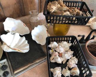 Large clamshells, conch shells, driftwood 