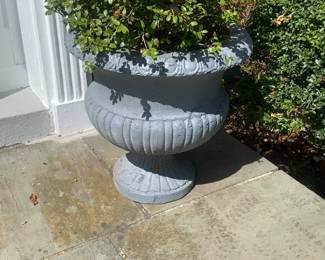 Vintage Style Styrofoam Urn Planter with Established Boxwood Shrub