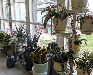 Lots of house plants & stands