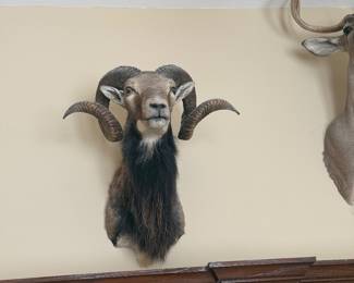 Taxidermy Ram Mount