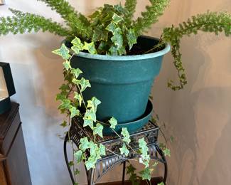 Live House Plants and stands