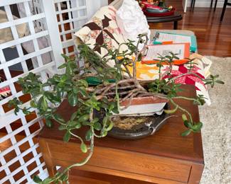 #35 - Large Mature Jade Plant in Rectangular Bonsai Planter on Wood Stand