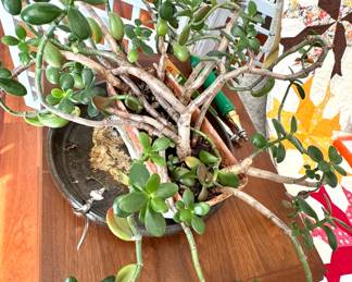 Large Mature Jade Plant in Ceramic Planter
