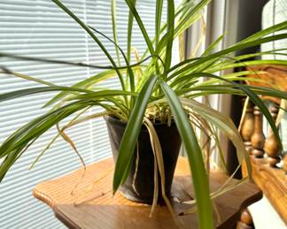  Live Spider Plant in Black Plastic Pot