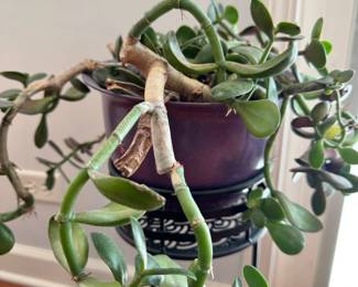 Live Jade Plant in Purple Planter on Black Metal Scrollwork Stand