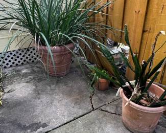 Hesperaloe parviflora (Red Yucca) and Sansevieria trifasciata (Snake Plant)