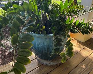 ZZM Plant in Decorative Pot