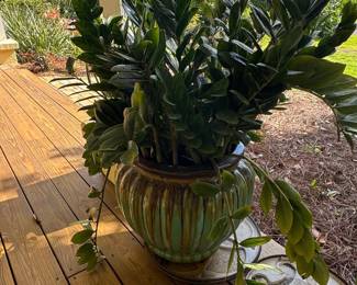 ZZ Plant in Ceramic Pot