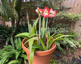 Amaryllis 'Minerva' Plant in Terracotta Pot