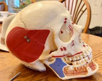 Dentists Model Skull