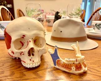 Dentists Model Skull