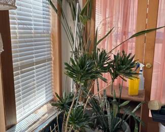 064 triooftropicalplants