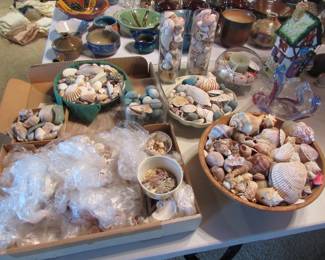 Lots of sea shells