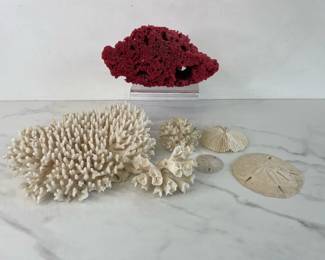 Lot 1445  Natural Curiosities  Coral Sand Dollars