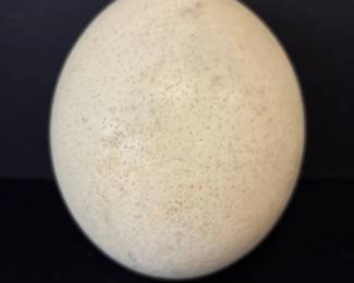 Lot 5225  Ostrich Egg  Natural Curiosity