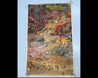 Lot 1244  Vintage NOAA Naturalist Poster  Mollusks and Crustaceans of the Coastal US