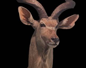 Greater Kudu Shoulder Mount