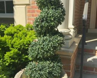 5 ft Tall Spiral Boxwood Topiary in Decorative Lattice Planter - Price per One 