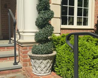 5 ft Tall Spiral Boxwood Topiary in Decorative Lattice Planter - Price per One 