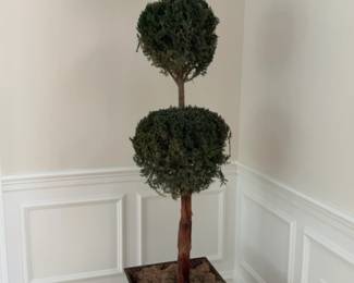 Pair of Preserved Topiary in Decorative Planters - 87” Tall
