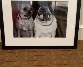 Framed Pug Dog Photography Art