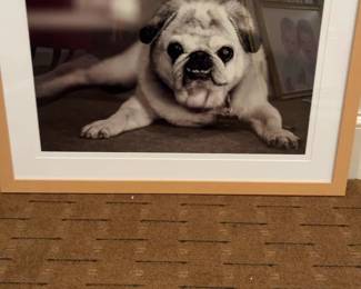 Framed Pug Dog Portrait 30 x 22.5